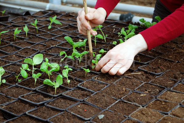 Stock photo: seeding