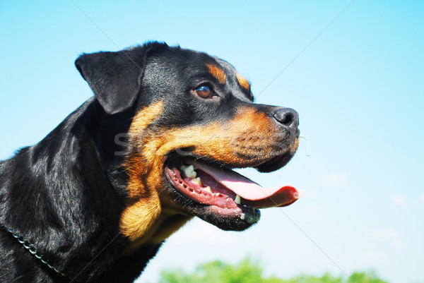 Rottweiler portre güzel mavi gökyüzü arkasında Stok fotoğraf © tony4urban