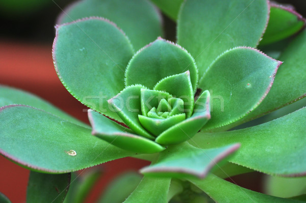 Stockfoto: Soorten · plant · sluiten · detail · macro · blad