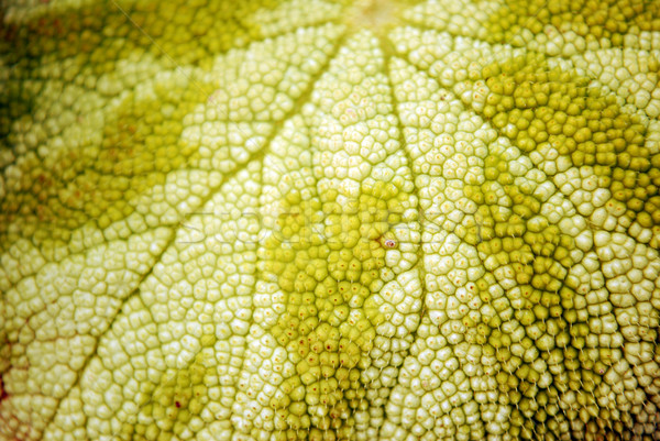 Blatt Bild green leaf Frühling Sonne Stock foto © tony4urban