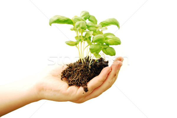 hand with plant Stock photo © tony4urban