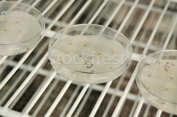 genetic engineering Stock photo © tony4urban