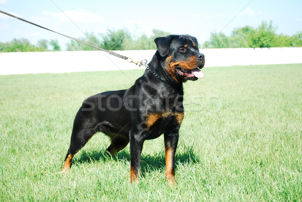 Rottweiler jól kinéző áll füves mező portré Stock fotó © tony4urban