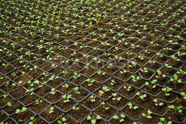 Crescente pequeno plantas semeadura sementes Foto stock © tony4urban