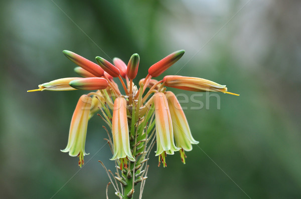 Aloesu kwiat roślin blisko szczegół makro Zdjęcia stock © tony4urban