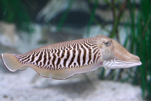 cuttlefish Stock photo © tony4urban