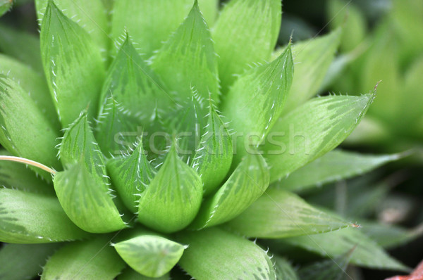 Macro vicino dettaglio succulente impianto verde Foto d'archivio © tony4urban