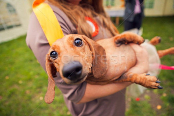 funny dog in the hands of women Stock photo © traza