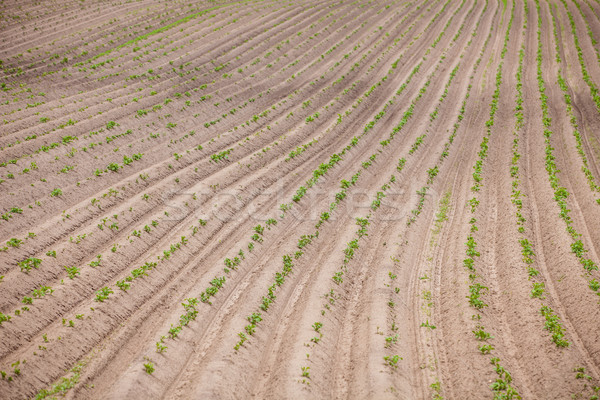 Stock photo: Country farm landscape - plowed field and trees. Agriculture beginning of spring.
