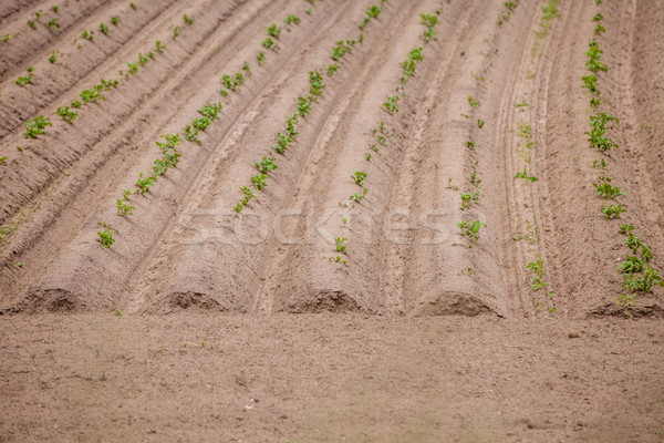 Spring Landscape with Plowed Field on the Background of Beautiful Clouds and Blue Sky. Ploughed Soil Stock photo © traza