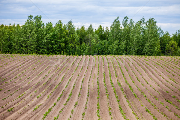 Spring Landscape with Plowed Field on the Background of Beautiful Clouds and Blue Sky. Ploughed Soil Stock photo © traza