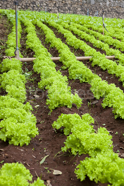 Lettuce field Stock photo © trexec