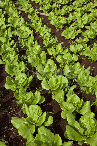 Lettuce field Stock photo © trexec