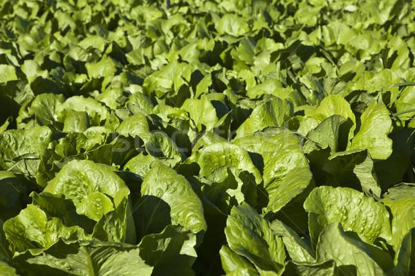 Lettuce field Stock photo © trexec