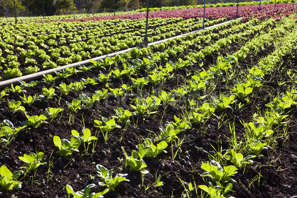 Lettuce field Stock photo © trexec