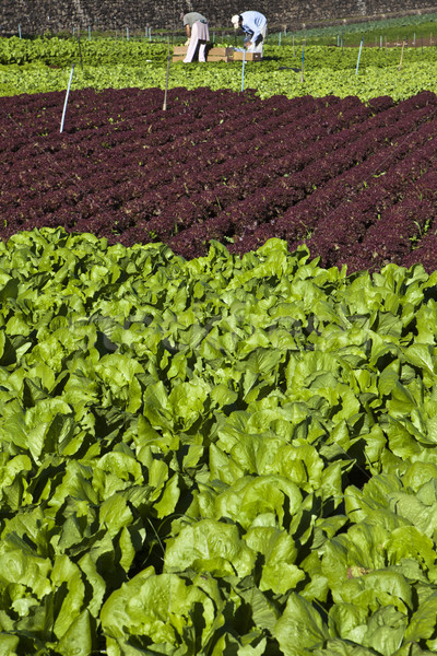 Lettuce field Stock photo © trexec