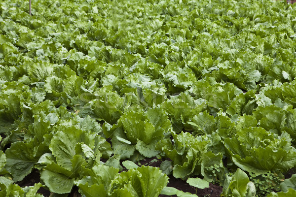 Lettuce field Stock photo © trexec