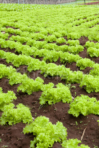 Lettuce field Stock photo © trexec