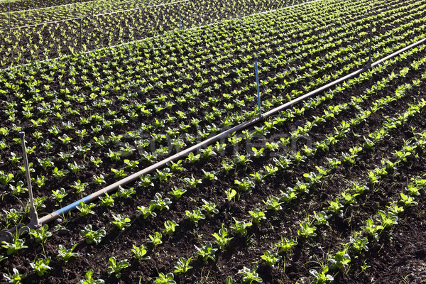 Lettuce field Stock photo © trexec