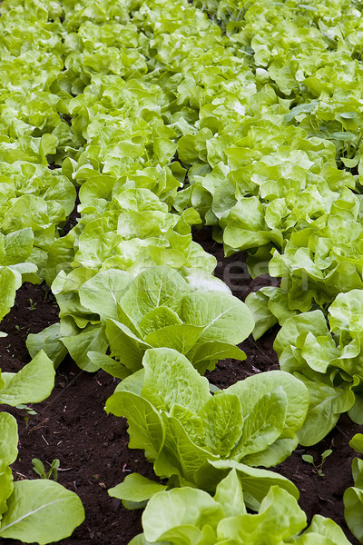 Stock fotó: Saláta · mező · zöld · piros · egészséges · növekvő