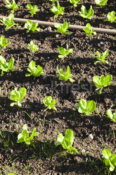 Lettuce field Stock photo © trexec