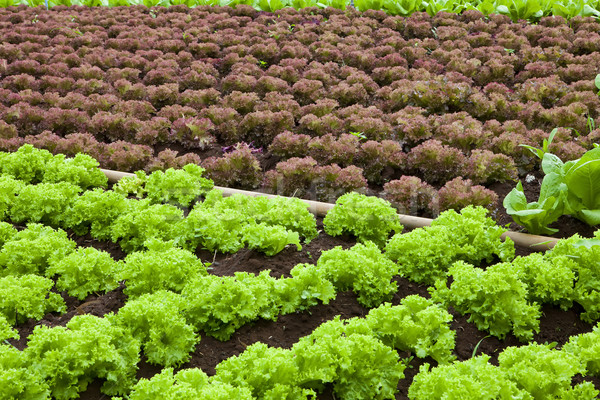 Lettuce field Stock photo © trexec
