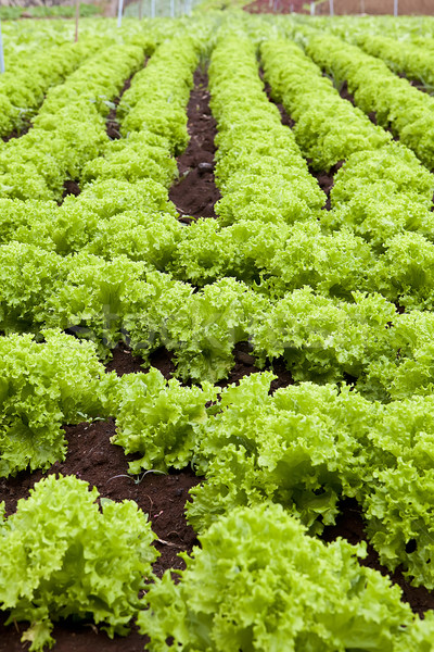 Lettuce field Stock photo © trexec