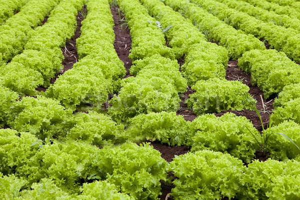 Lettuce field Stock photo © trexec