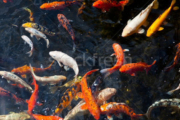 Fishpond Stock photo © trexec