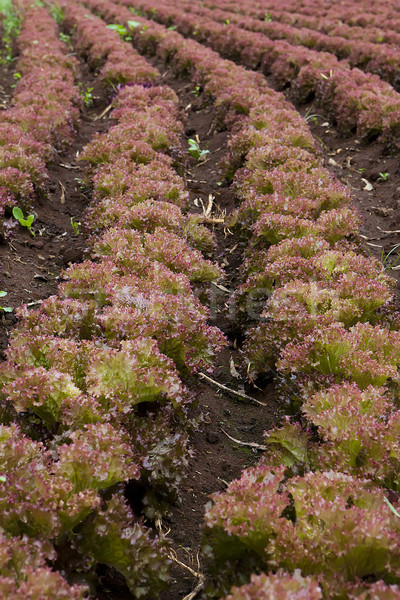 Lettuce field Stock photo © trexec