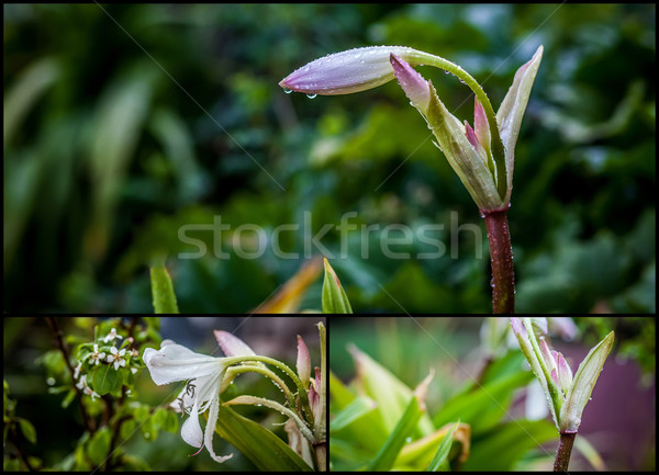 lily flowers Stock photo © trexec
