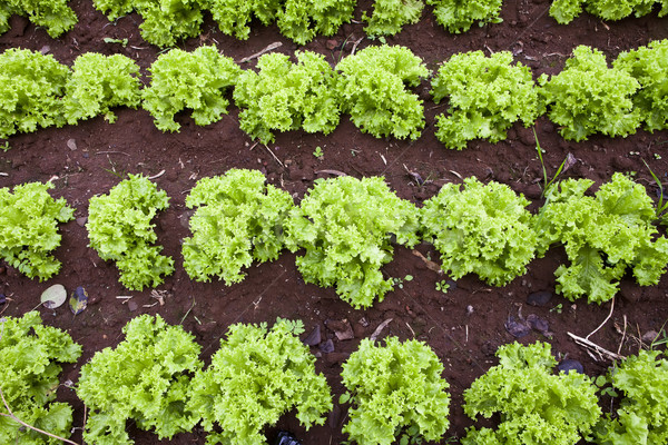 Lettuce field Stock photo © trexec