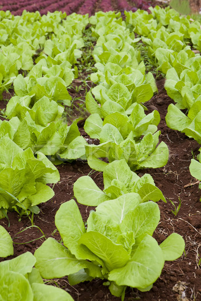 Lettuce field Stock photo © trexec