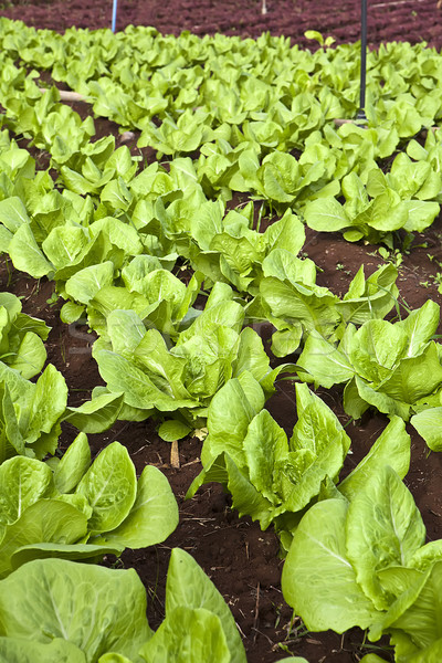 Saláta mező zöld piros egészséges növekvő Stock fotó © trexec