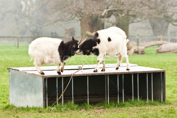 goats Stock photo © trgowanlock
