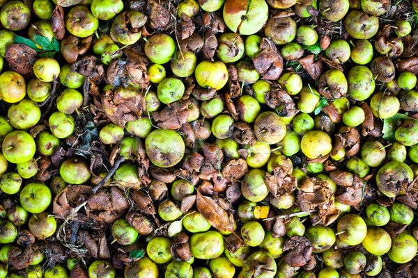 Stock fotó: Almák · sok · föld · fa · alma · gyümölcs