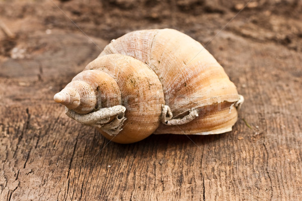 Shell mooie houten strand achtergrond witte Stockfoto © trgowanlock