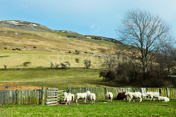 Stock photo: Sheep in meadow