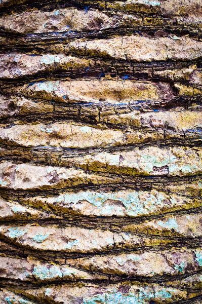 Tree bark Stock photo © trgowanlock