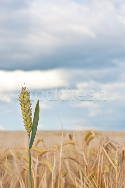 Stok fotoğraf: Buğday · kulak · dramatik · fırtınalı