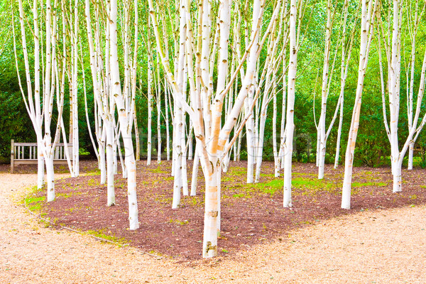 Silver birch trees Stock photo © trgowanlock