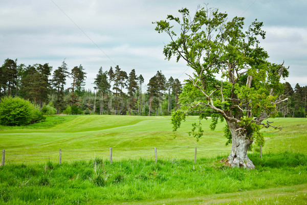 Northumberland scene Stock photo © trgowanlock