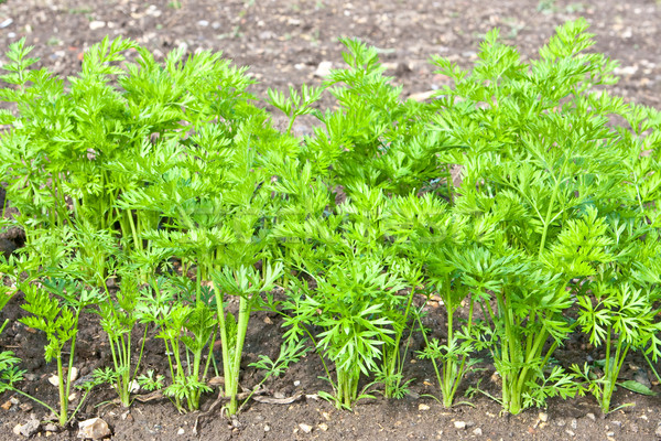 морковь молодые растений растущий почвы Сток-фото © trgowanlock