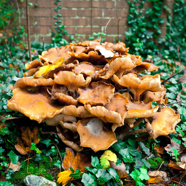 Woodland fungi Stock photo © trgowanlock