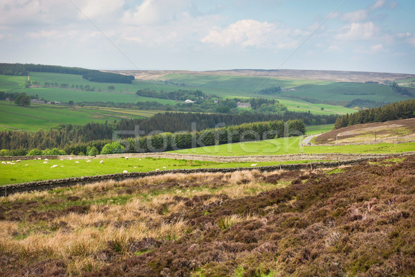 Northumberland landscape Stock photo © trgowanlock