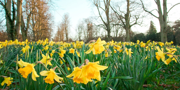 Daffodils Stock photo © trgowanlock
