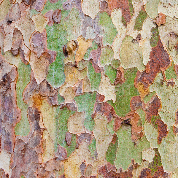 Boom schors interessant veelkleurig textuur natuur Stockfoto © trgowanlock