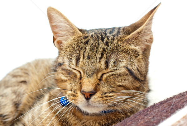 Dormire cat cute coperta casa occhi Foto d'archivio © trgowanlock