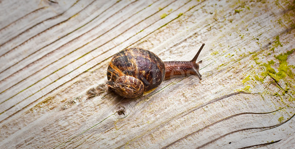 A snail sliding across a wooden surface Stock photo © trgowanlock