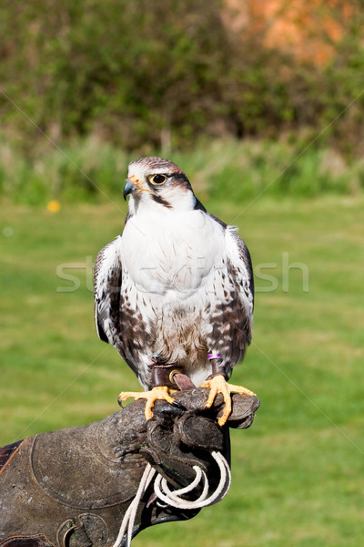 Falcon gant oeil oiseau vert nuit [[stock_photo]] © trgowanlock